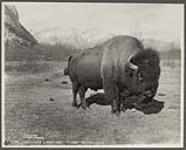 [A buffalo (possibly one known as "Sir Donald") at Banff National Park] Original Title: "The Last of a Noble Race" (In Banff National Park) [between 1870-1910].
