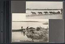 [Photographs related to sled dogs] [ca. 1901-1920]