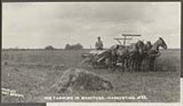 Farming in Manitoba, harvesting 1883