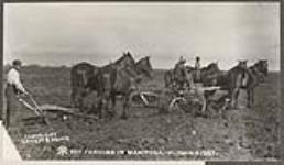 Farming in Manitoba, plowing 1883