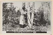 [Unidentified First Nations woman] stripping birch bark [between 1870-1910]