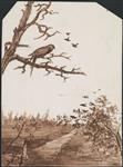 Parrot in a Tree ca. 1894