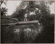[John Jamieson Jr. using a felled tree as a footbridge] 1914