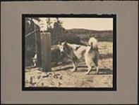 Huskie dogs at the Hudson's Bay Company property marker [ca. 1930].