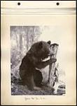 Canadian Bear Cub [between 1891 to before June 1896]