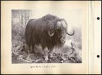 Canadian Musk Ox -- Property of H.B. Co [between 1891 to before June 1896]