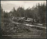 [Hudson's Bay Company ox carts along the Smith Portage]. Original title: H.B. Co.'s Transport on Smith Portage [ca. 1901].
