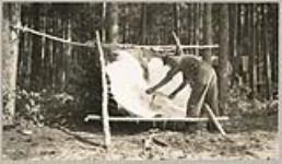 [Anishinaabe man scraping a moose hide hung on a frame] 1919