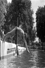 [Man diving in pool] 1954-1956.