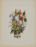 Wild Flowers of Vancouver September 19, 1882