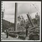 To get wood for building homes at Tashme, B.C. and for fuel, Provincial legislation has been waived in favour of Japanese lumbermen operating in the woods. They are paid by the Commission [1945/06/16-1945/06/28]
