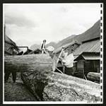 Japanese evacuee lumbermen heave logs which will soon be turned into homes and firewood for fuel. Lumber is also sold in the form of shingles, and laths [1945/06/16-1945/06/28]