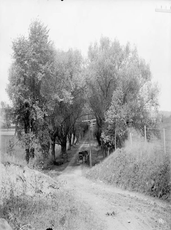 Historic photo from 1912 - Grove of trees and cart at the bottom of the hill along Willowdale Ave in Willowdale