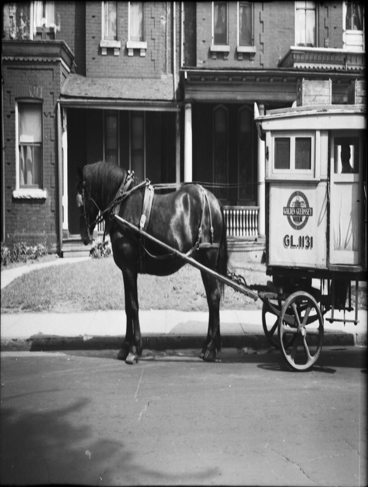 Historic photo from Thursday, July 10, 1947 - Toronto Dairies GL. 1131 horse drawn delivery wagon - Golden Guernsey Milk - on Gerrard Street East in Regent Park