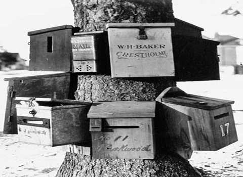 Historic photo from 1908 - Rural mail boxes on a tree - Parkwood Ave. and St. Clair Ave. in Forest Hill