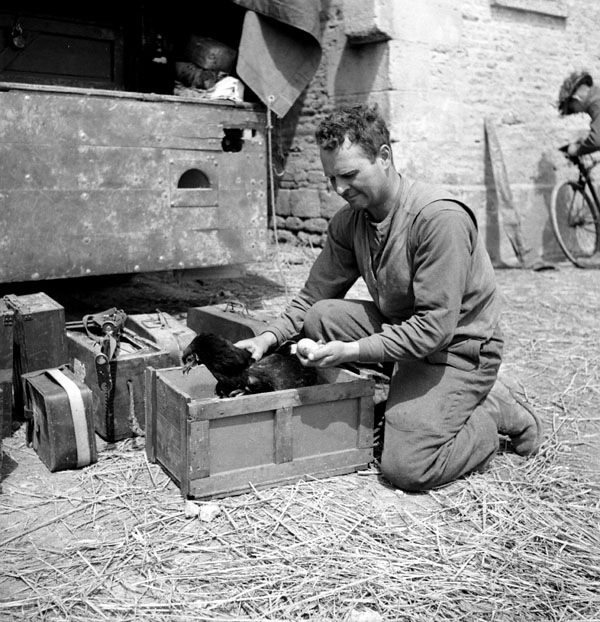 Corporal N.S. McDonald of The Highland Light Infantry of Canada gathering eggs, France, 20 June 1944.
