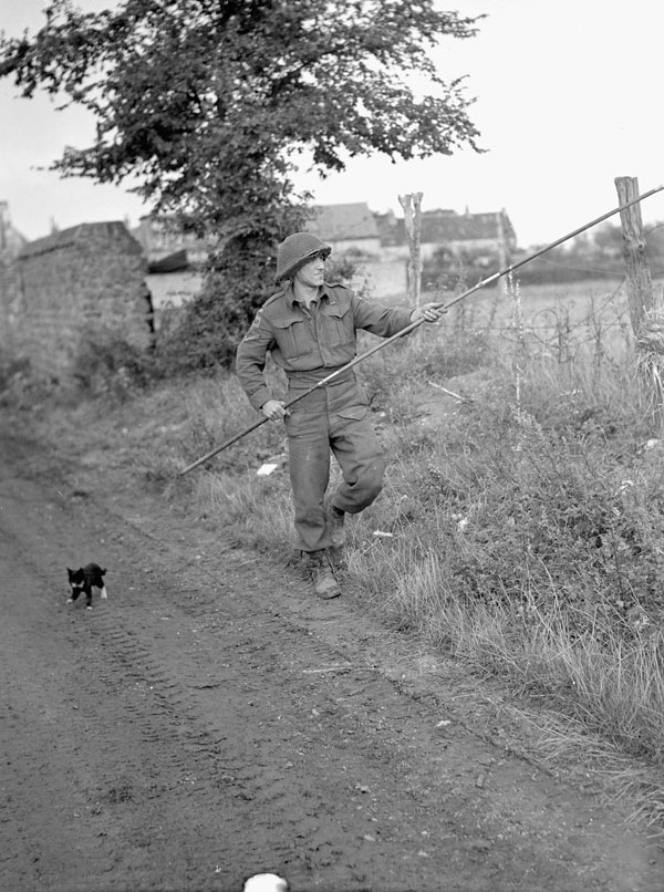 An unidentified lineman of the Royal Canadian Corps of Signals laying a telephone line, Boulogne, France, 19 September 1944.