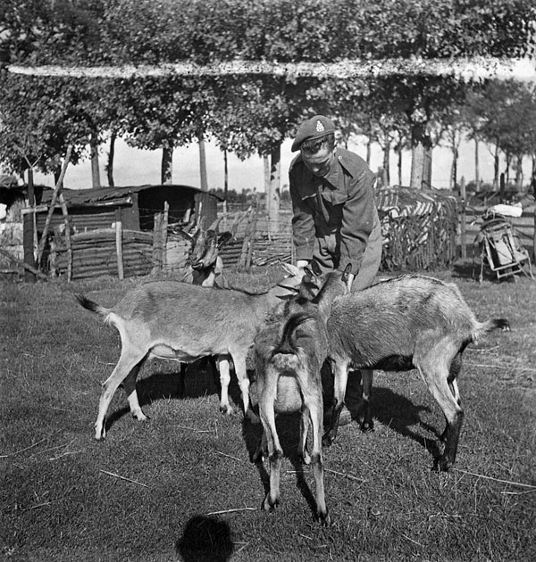 Private E.A. Shireffs feeding goats, Hoogstade, Belgium, 11 September 1944.