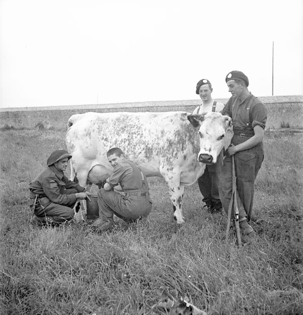 Personnel of the Queen's Own Rifles of Canada with a cow which they milk daily, Bretteville-Orgueilleuse, France, 20 June 1944.